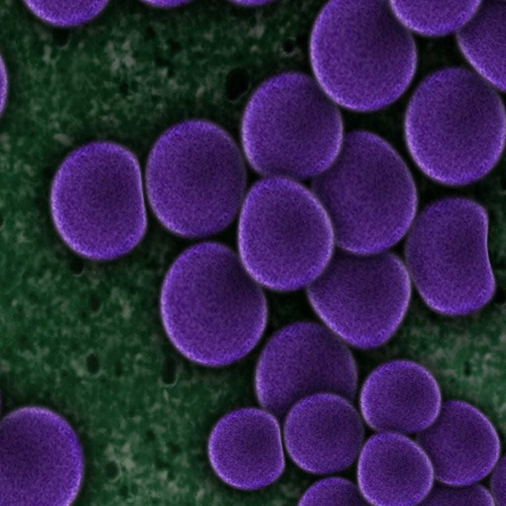Staphylococcus aureus Vetzone vet zone dog cat veterinary medicine veterinarian technician tech health CE continuing education gram positive negative gram-positive gram-negative Hans Christian dye stain typing monoderm diderm bacteria cocci rods staphylococcus typhoid anthrax