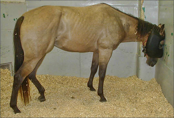 VetZone, vet zone, veterinary, Kayla Wells DVM, Christopher Lee DVM, veterinary medicine, veterinarian, education, preventive medicine, diplomate, ACVPM, DACVPM, vet tech, zoonotic, zoonosis,  prevention, eastern equine encephalitis, EEE, western equine encephalitis, WEE, Venezuelan equine encephalitis, VEE, neurologic disease, coma, death, vaccination, case fatality, mosquitoes